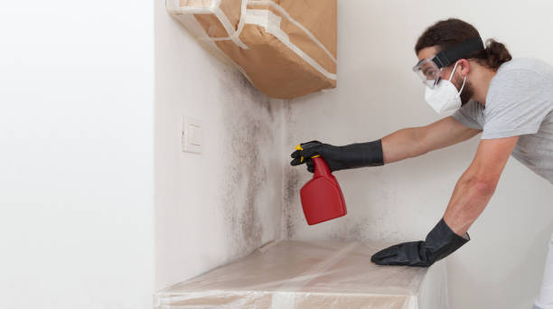 Professional Basement Mold Remediation technician working in Topinabee, MI