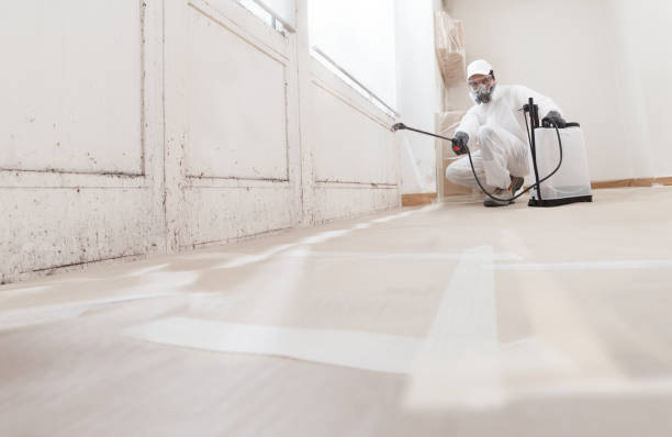 24/7 Emergency Basement Mold Remediation experts in Topinabee, MI